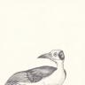 Bald Crow by Jill Tegan Doherty